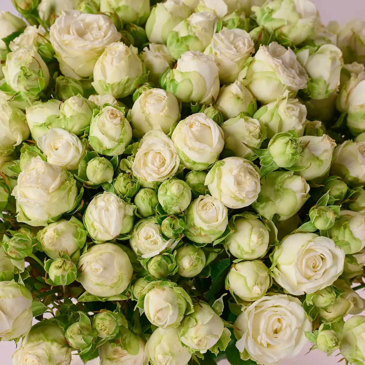 Букет 31 Троянда спрей Міс Бомбастик купити недорого в Україні, фото 3