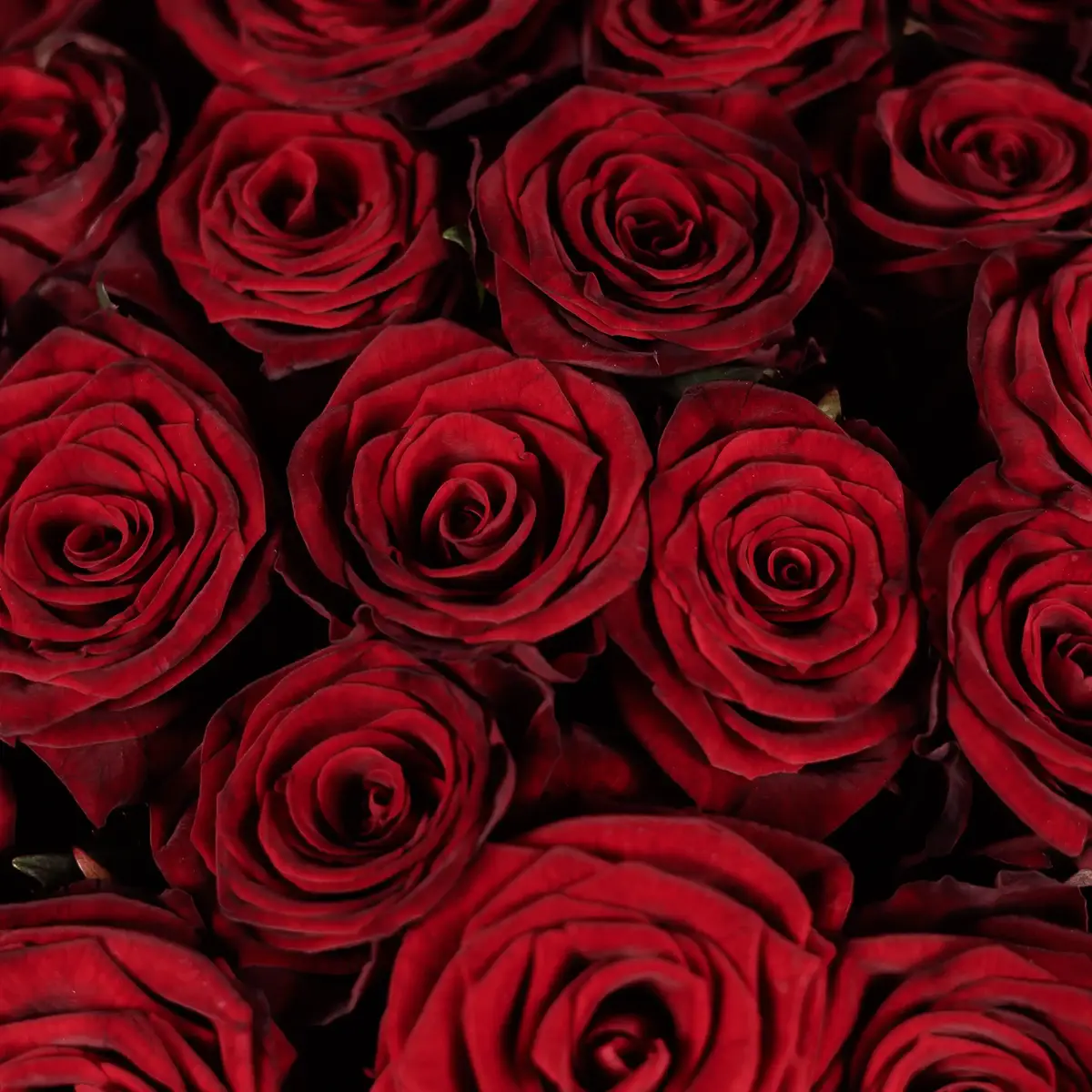 Букет 55 Троянд червоних Гран Прі купити недорого в Україні, фото 3