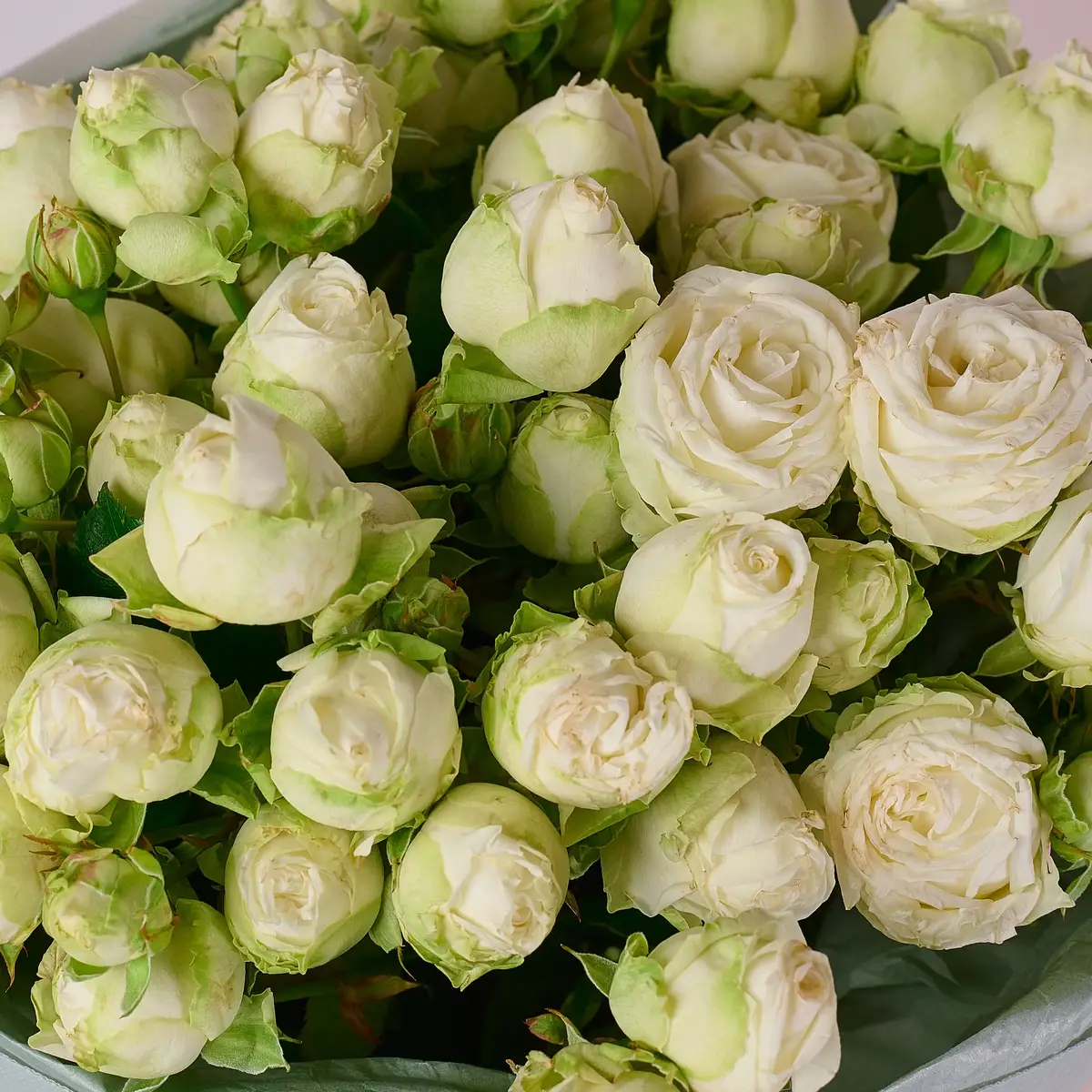 Букет 15 Роз спрей Мисс Бомбастик купить недорого в Украине, фото 3