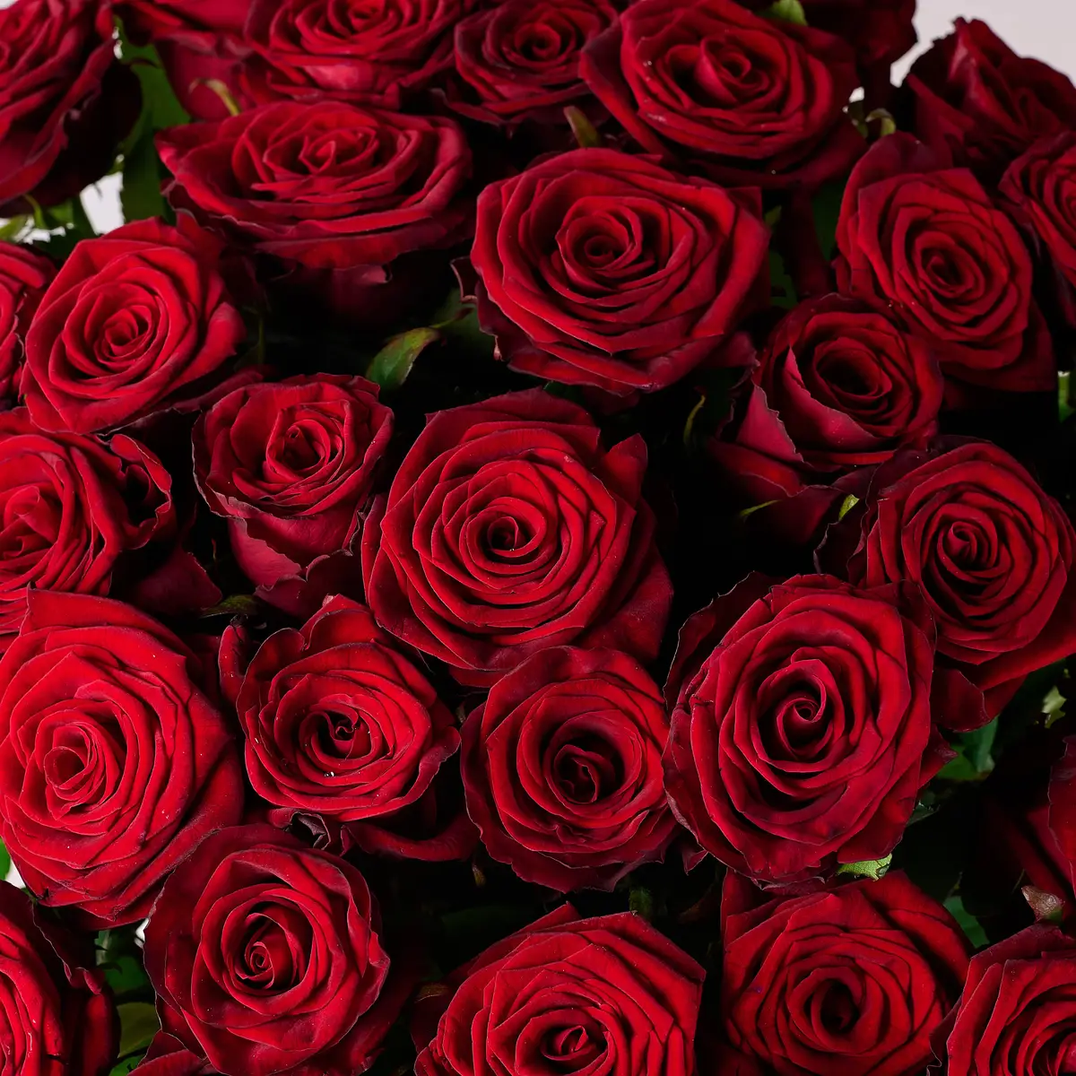 Букет 39 Троянд червоних Гран Прі купити недорого в Україні, фото 3