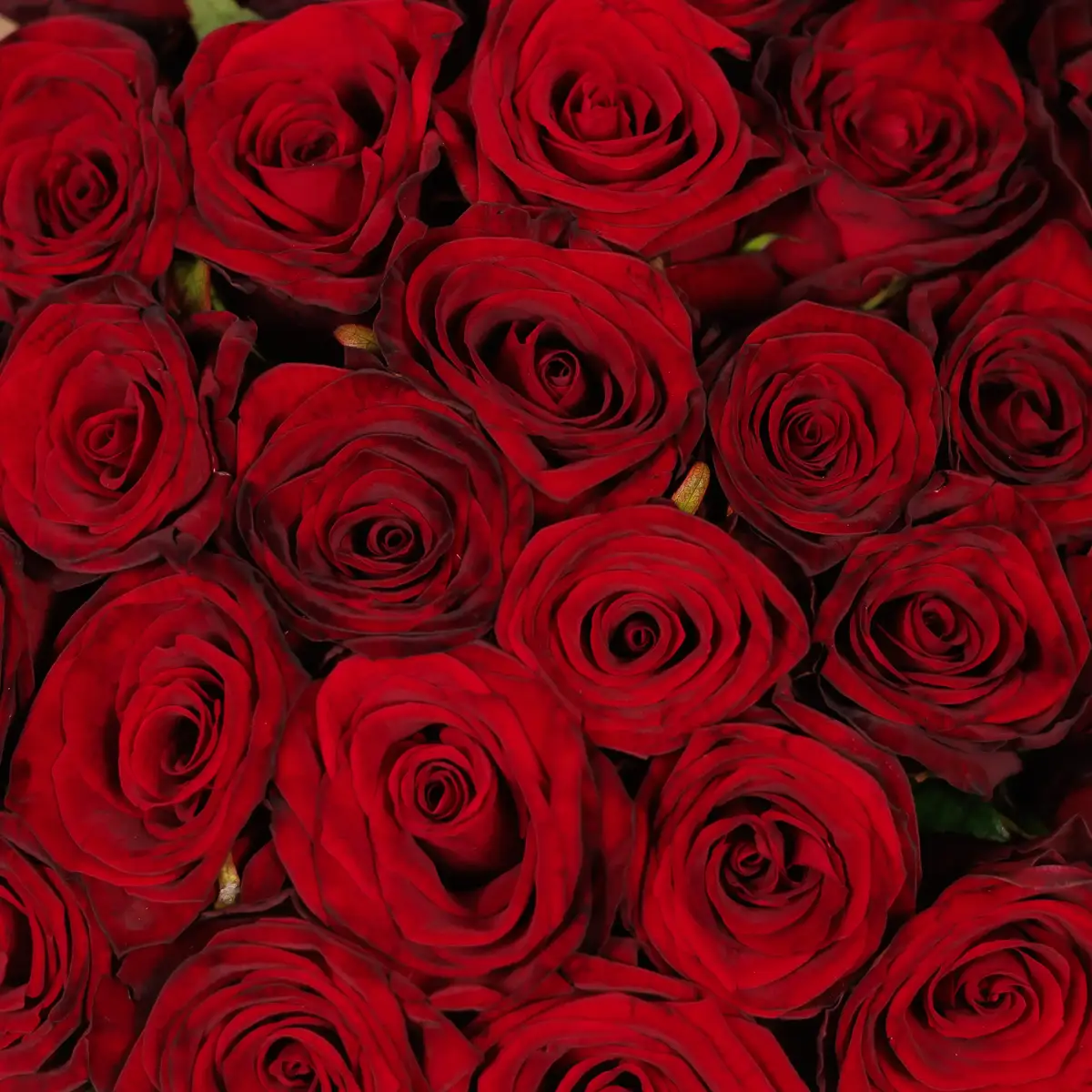 Букет 35 Троянд червоних Гран Прі купити недорого в Україні, фото 3