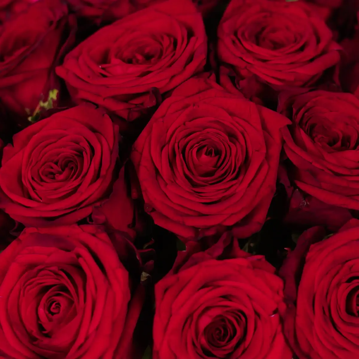 Букет 19 розы красных Ред Наоми купить недорого в Украине, фото 3