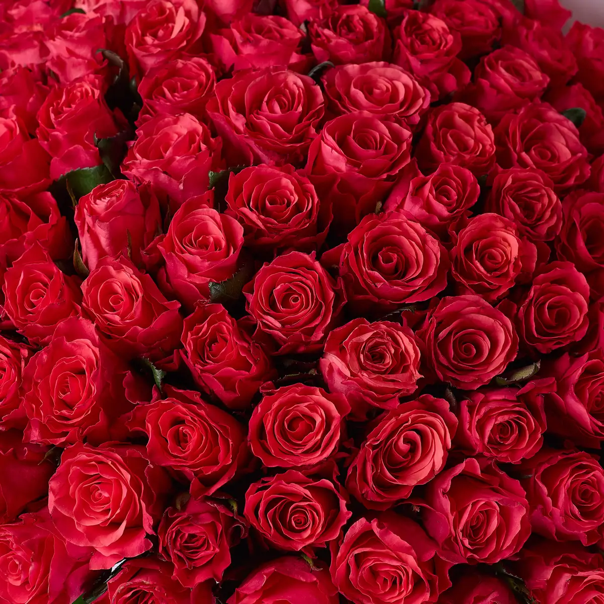 Букет 101 Троянда Пінк Таказі купити недорого в Україні, фото 3