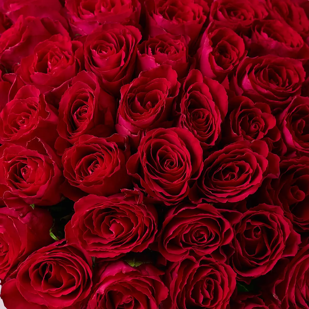 Букет 55 Троянд Мадам Церіз купити недорого в Україні, фото 3