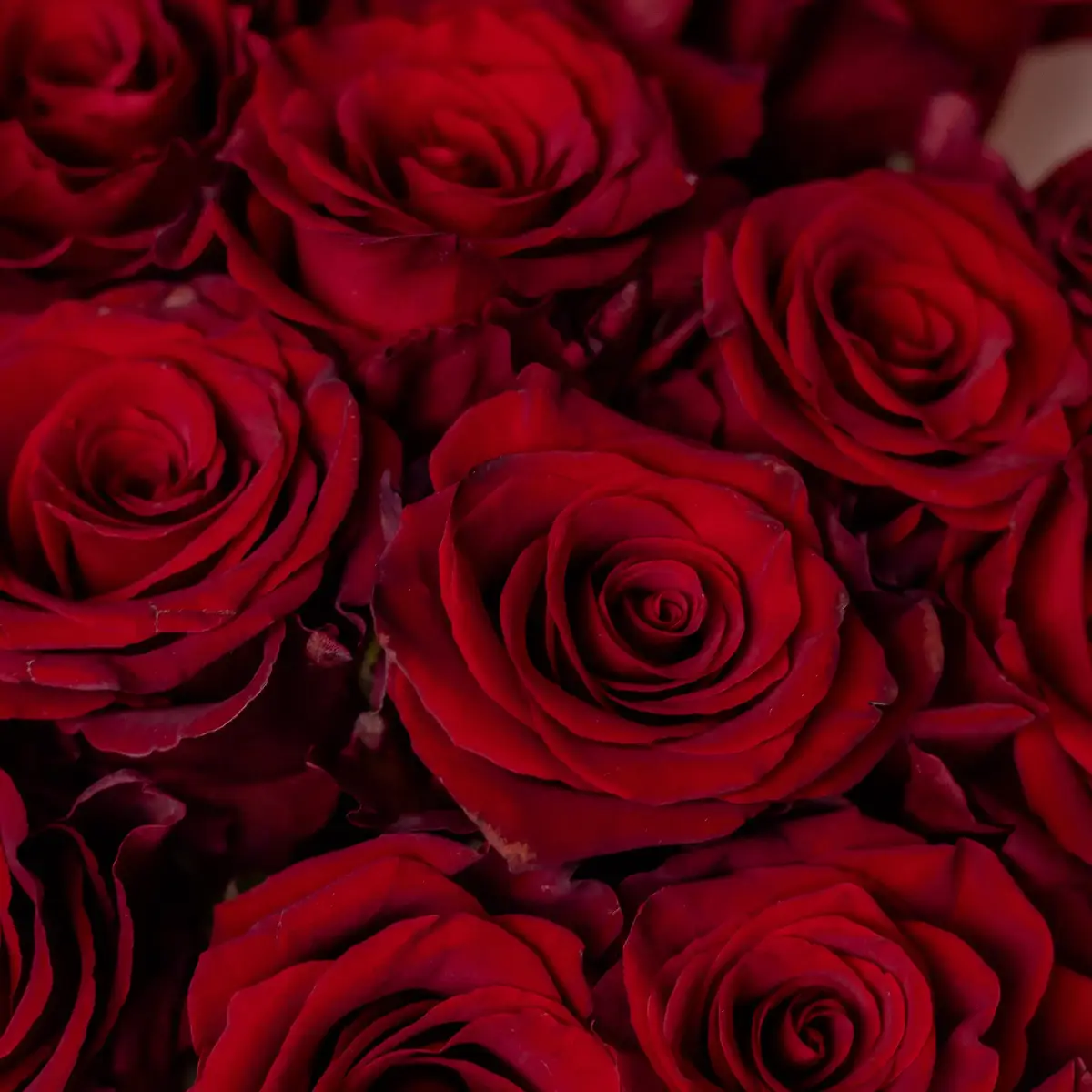 Букет 15 Троянд червоних Експлорер купити недорого в Україні, фото 3