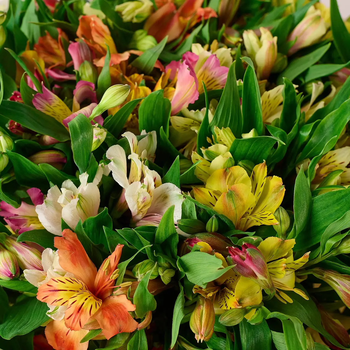 Букет 29 Альстромерій мікс купити недорого в Україні, фото 3