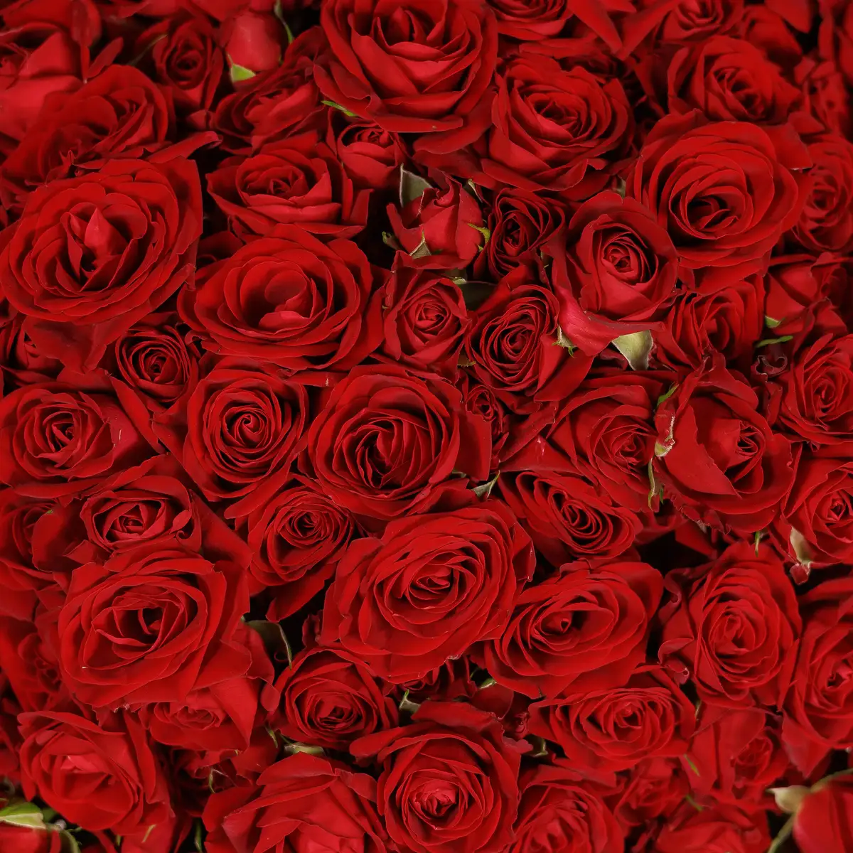 Букет 69 Троянд спрей Домініка купити недорого в Україні, фото 3