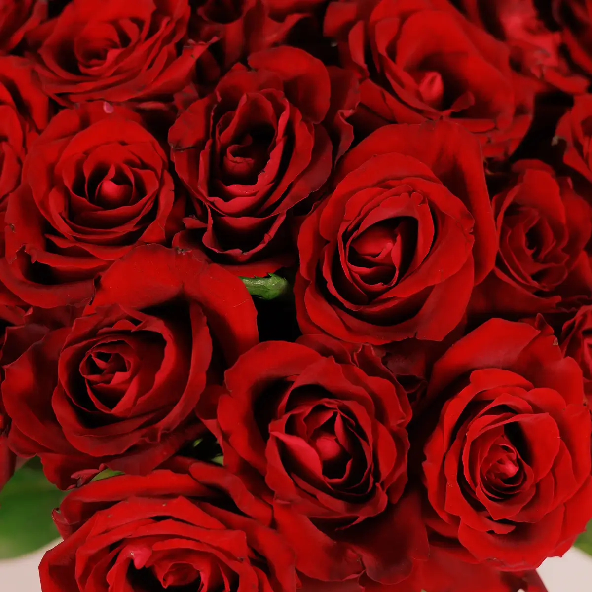 Букет 29 Роз красных Эвер Ред купить недорого в Украине, фото 3