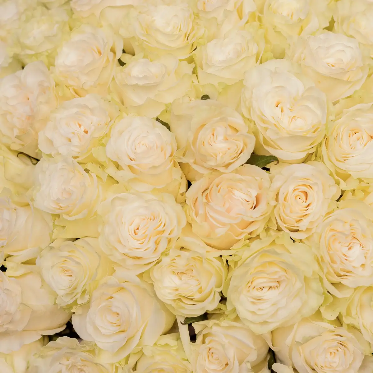 Букет 75 Троянд білих Мондіаль купити недорого в Україні, фото 3