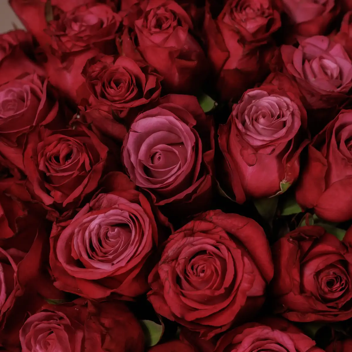 Букет 51 Роза Принц Персии купить недорого в Украине, фото 3