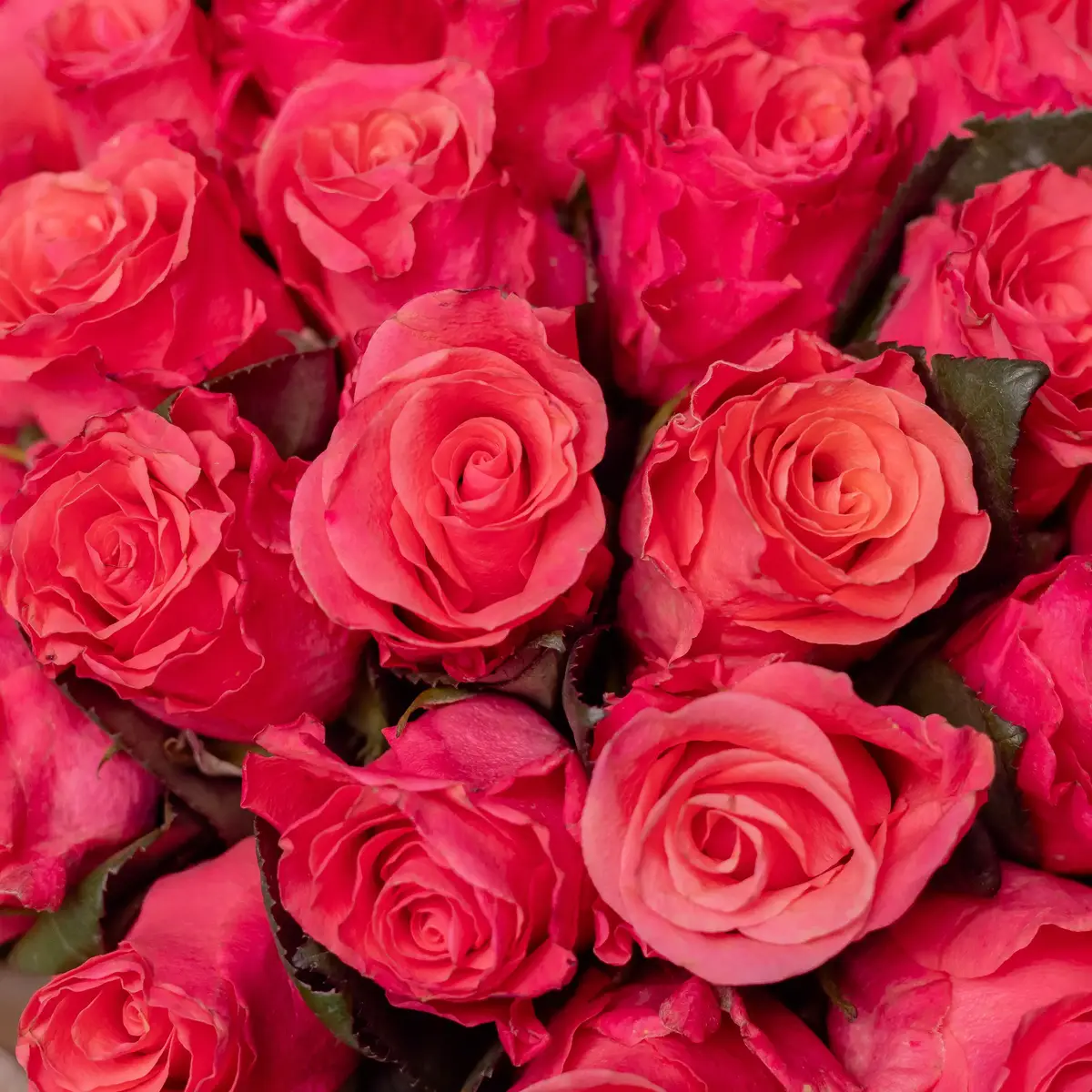 Букет 45 Роз Пинк Такази купить недорого в Украине, фото 3