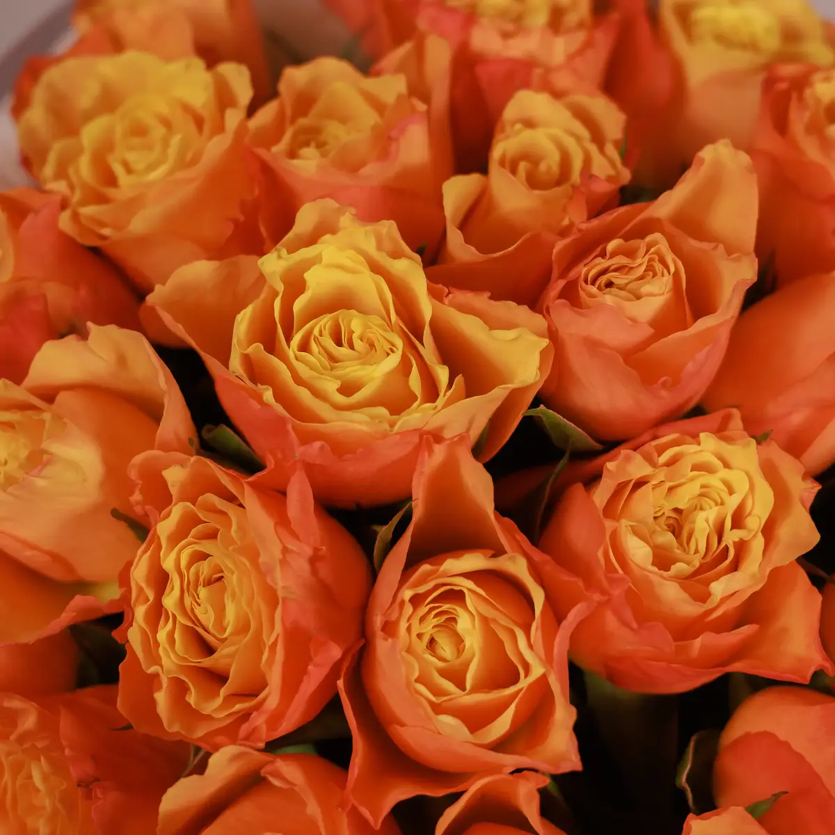 Букет 25 Троянд Конфідентіал купити недорого в Україні, фото 3