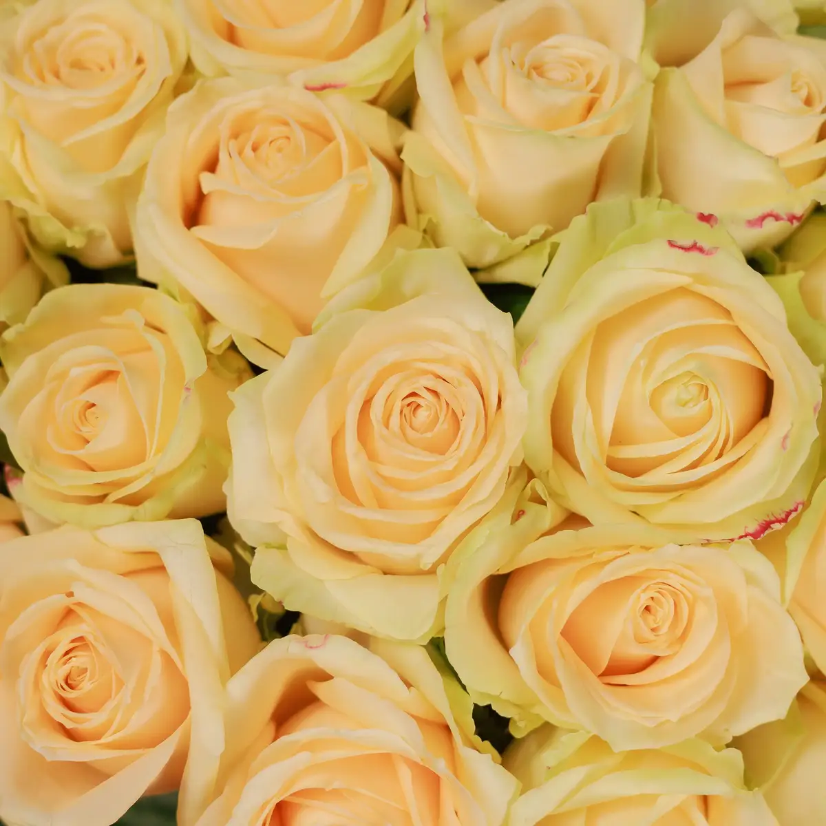 Букет 39 Роз Пич Аваланч купить недорого в Украине, фото 3