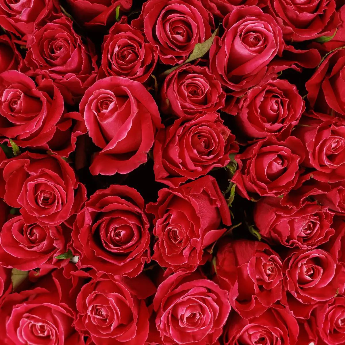 Букет 55 Троянд Муві Стар купити недорого в Україні, фото 3