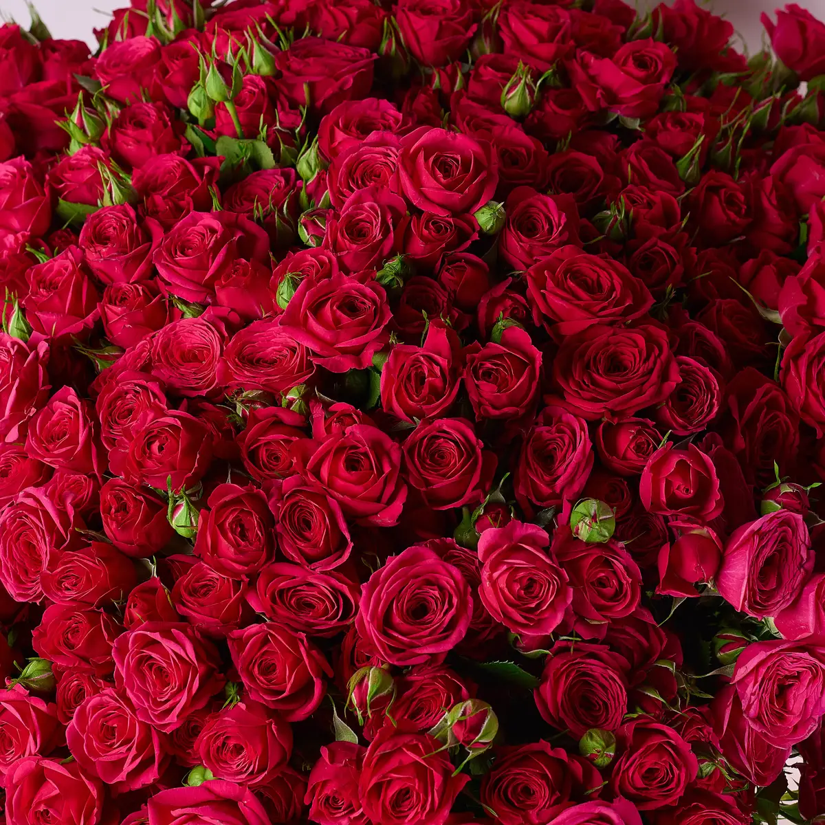 Букет 55 Троянд спрей Квінсі купити недорого в Україні, фото 3