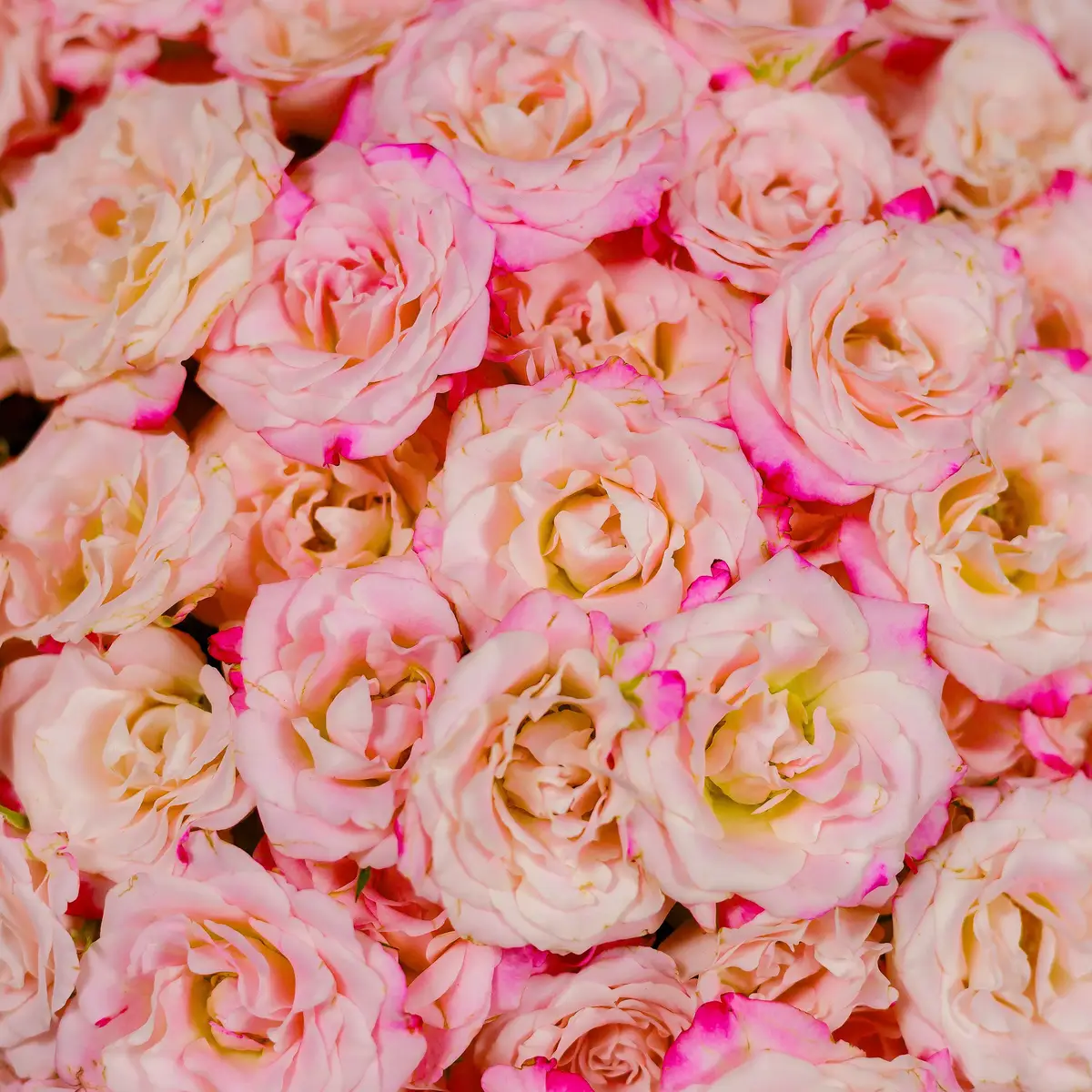 Букет 39 Троянд спрей Рефлекс купити недорого в Україні, фото 3