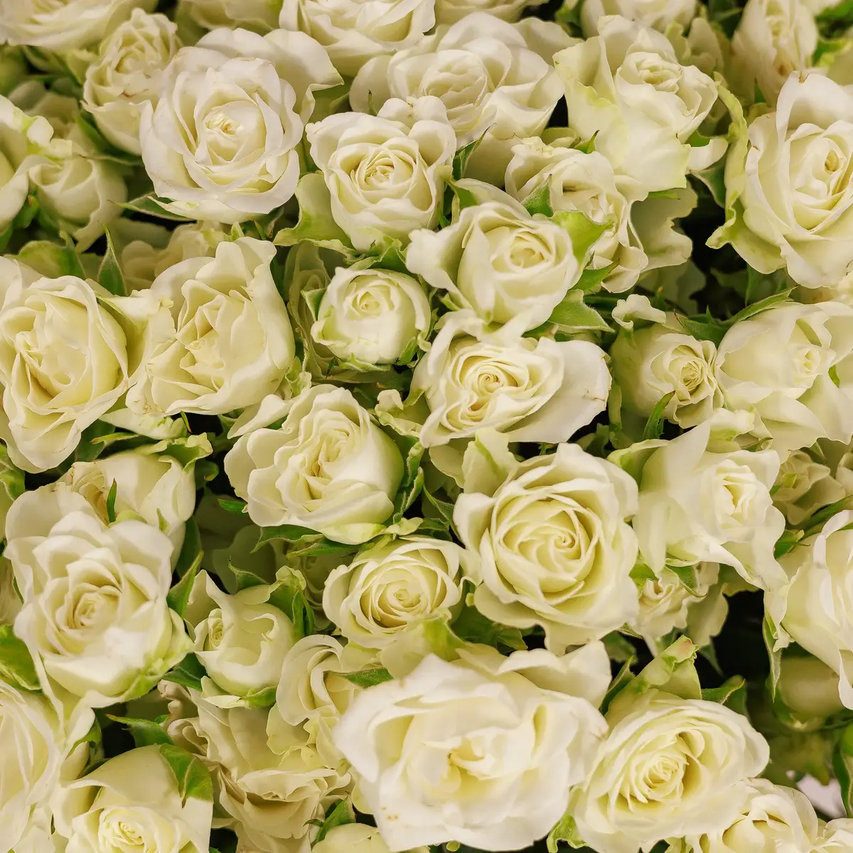 Букет 45 Троянд спрей Сновфлейк купити недорого в Україні, фото 3