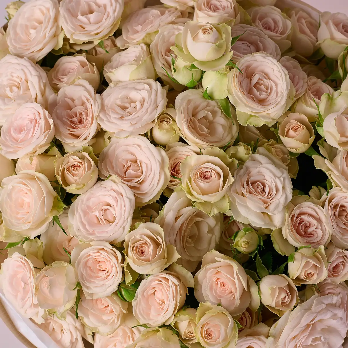 Букет 25 Роз спрей Суши купить недорого в Украине, фото 3