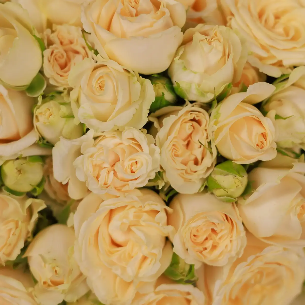 Букет 15 Троянд спрей Салінеро купити недорого в Україні, фото 3