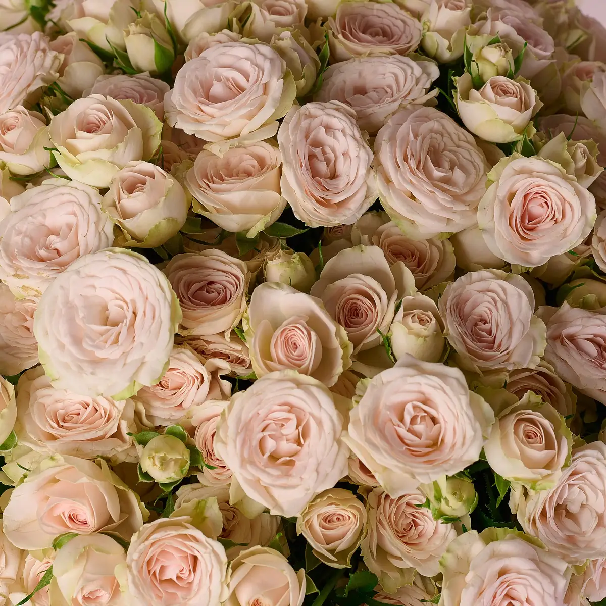 Букет 47 Троянд спрей Суші купити недорого в Україні, фото 3