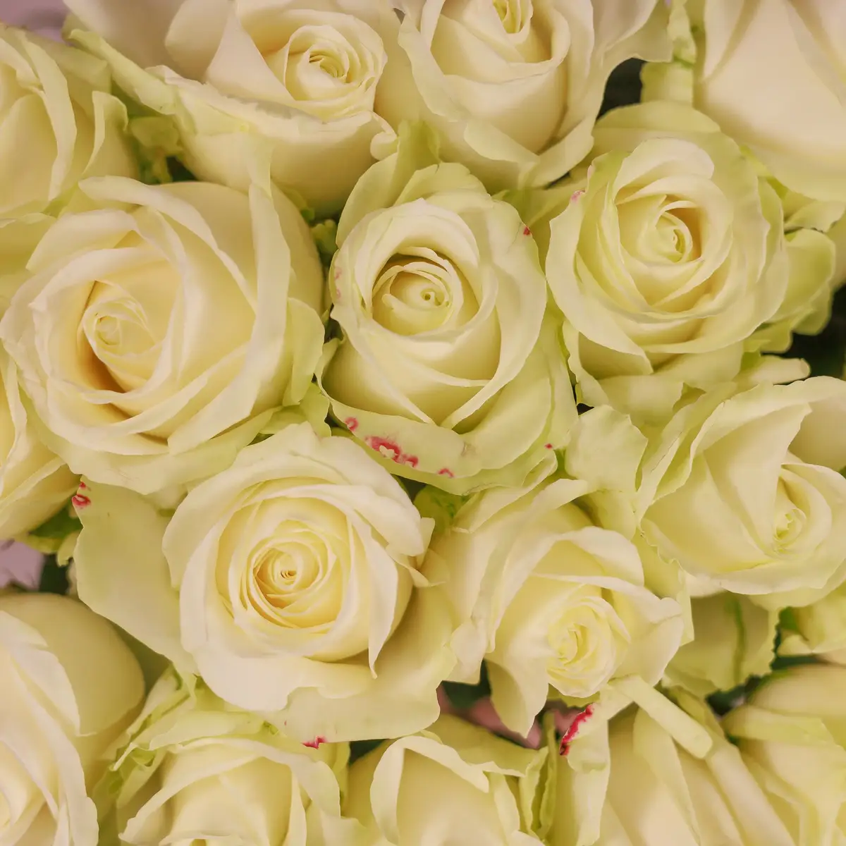 Букет 19 Троянд білих Аваланч купити недорого в Україні, фото 3