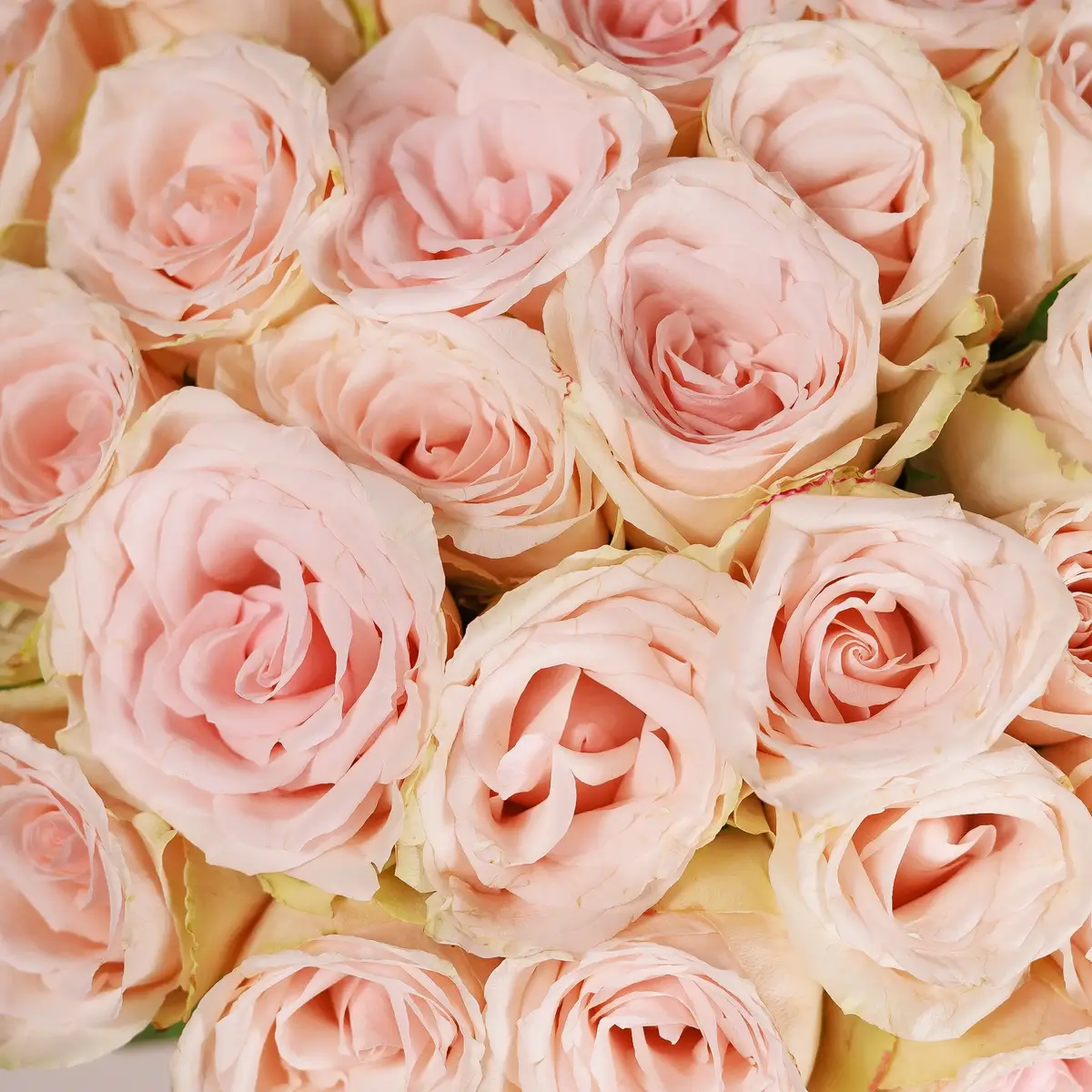 Букет 45 Троянд Хай Брайдл купити недорого в Україні, фото 3