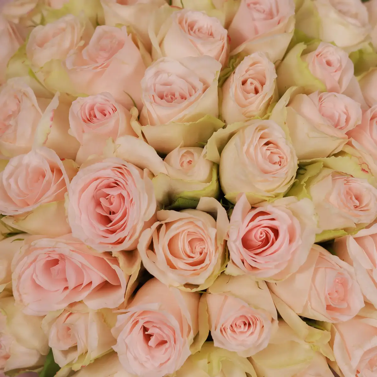 Букет 55 Роз Хай Брайдл купить недорого в Украине, фото 3