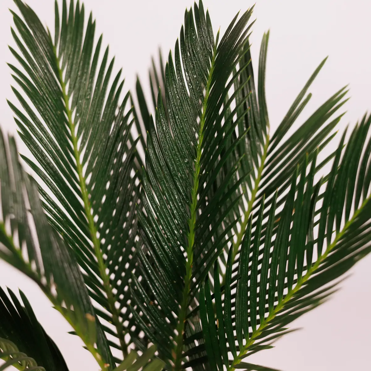 Цикас d12 купити недорого в Україні, фото 3