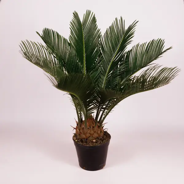 Цикас d14 купити