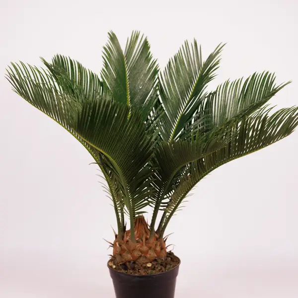 Цикас d14 купити