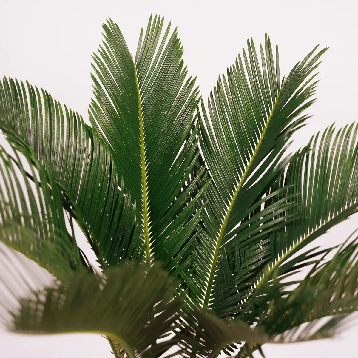 Цикас d14 купити недорого в Україні, фото 3