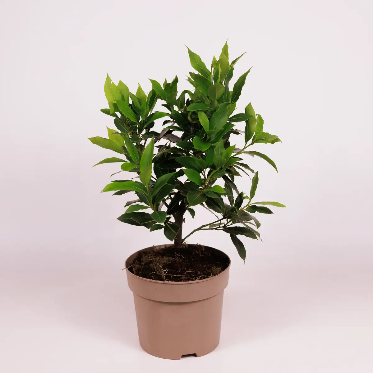 Лавр d15 купити