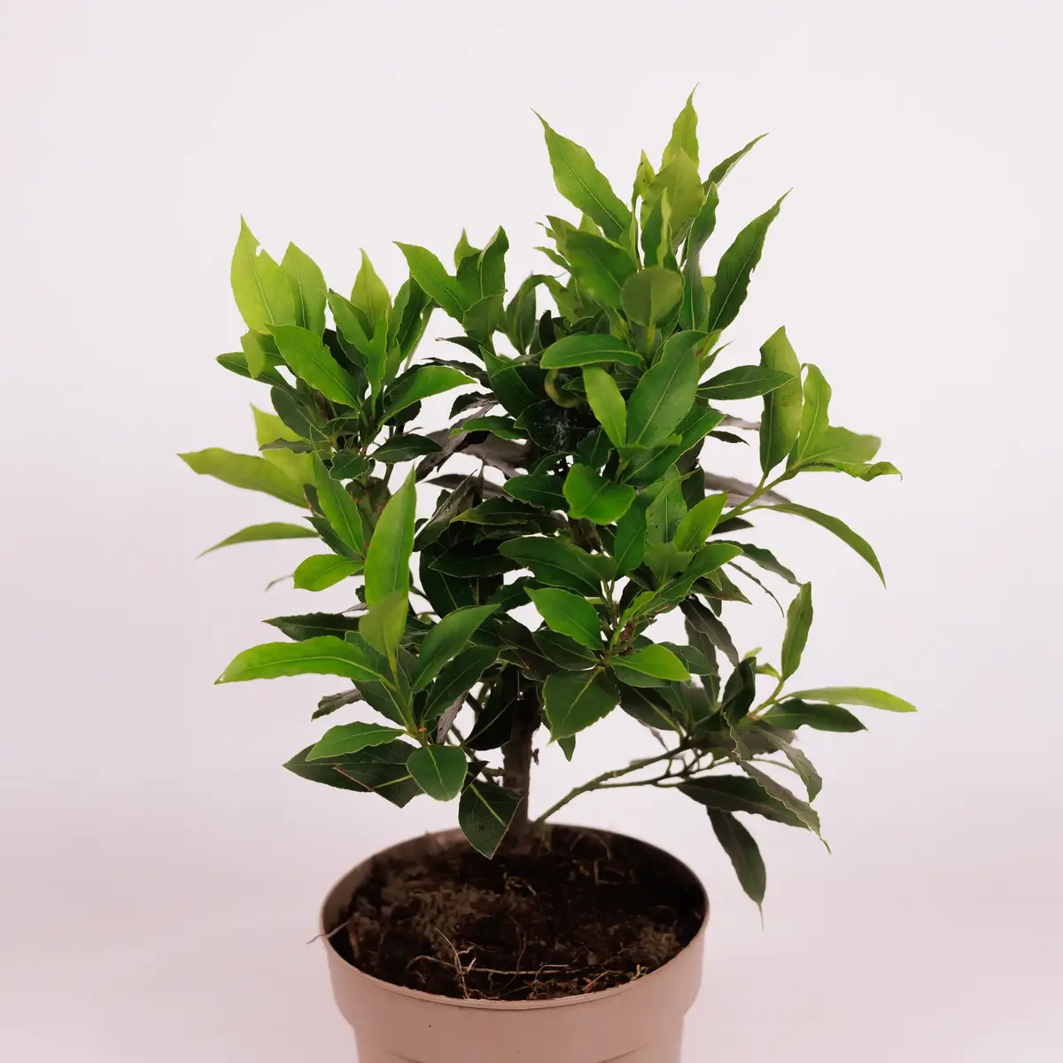 Лавр d15 купити недорого в Україні, фото 2