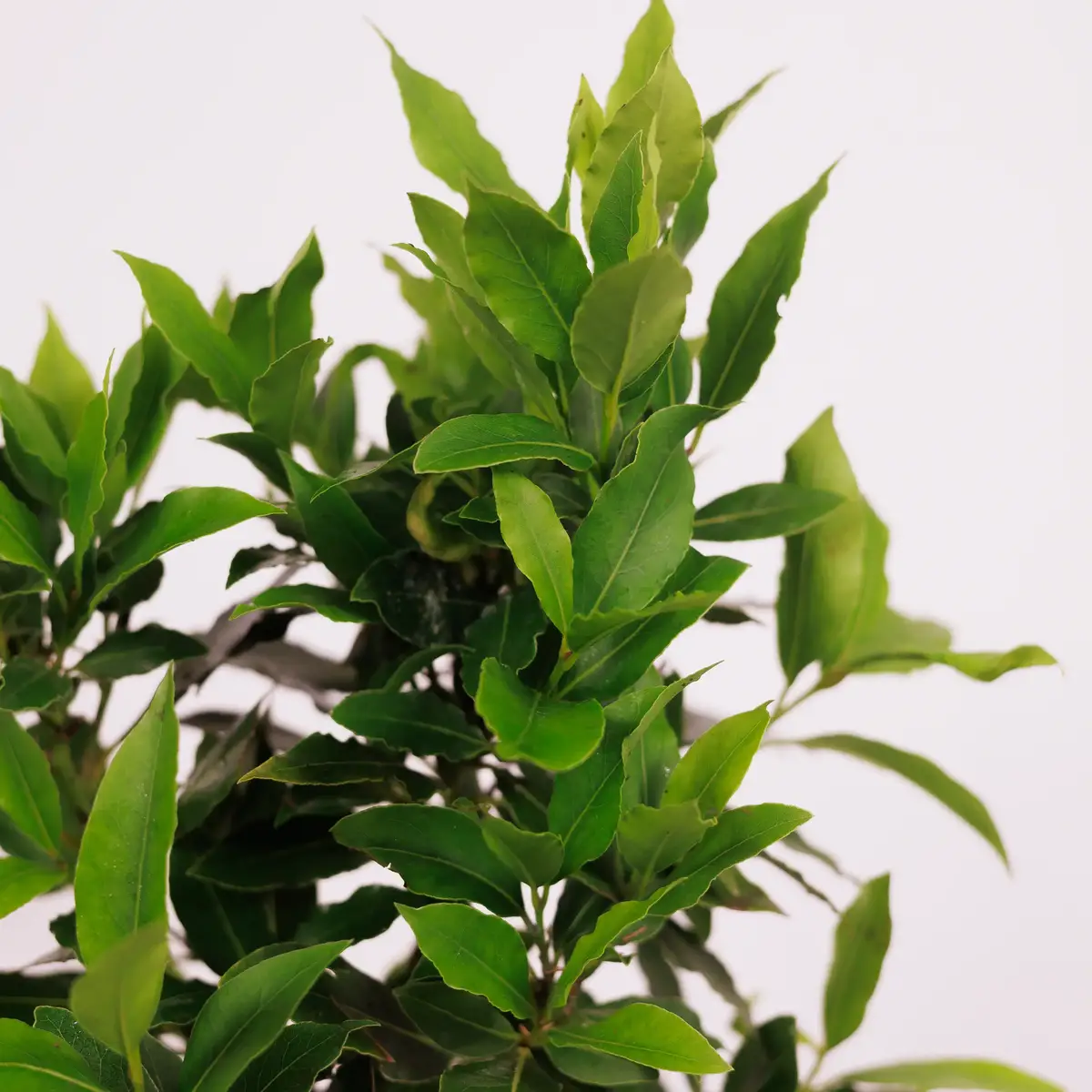 Лавр d15 купити недорого в Україні, фото 3