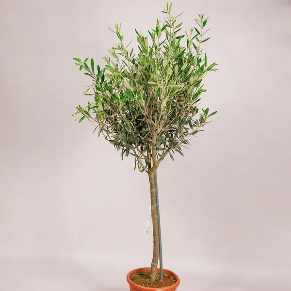 Оливка d21 купити