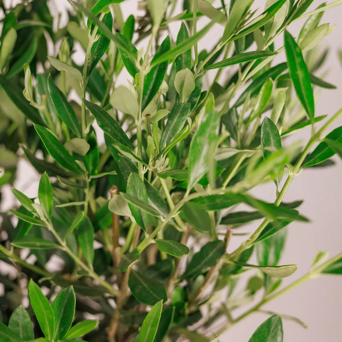 Оливка d21 купити недорого в Україні, фото 3