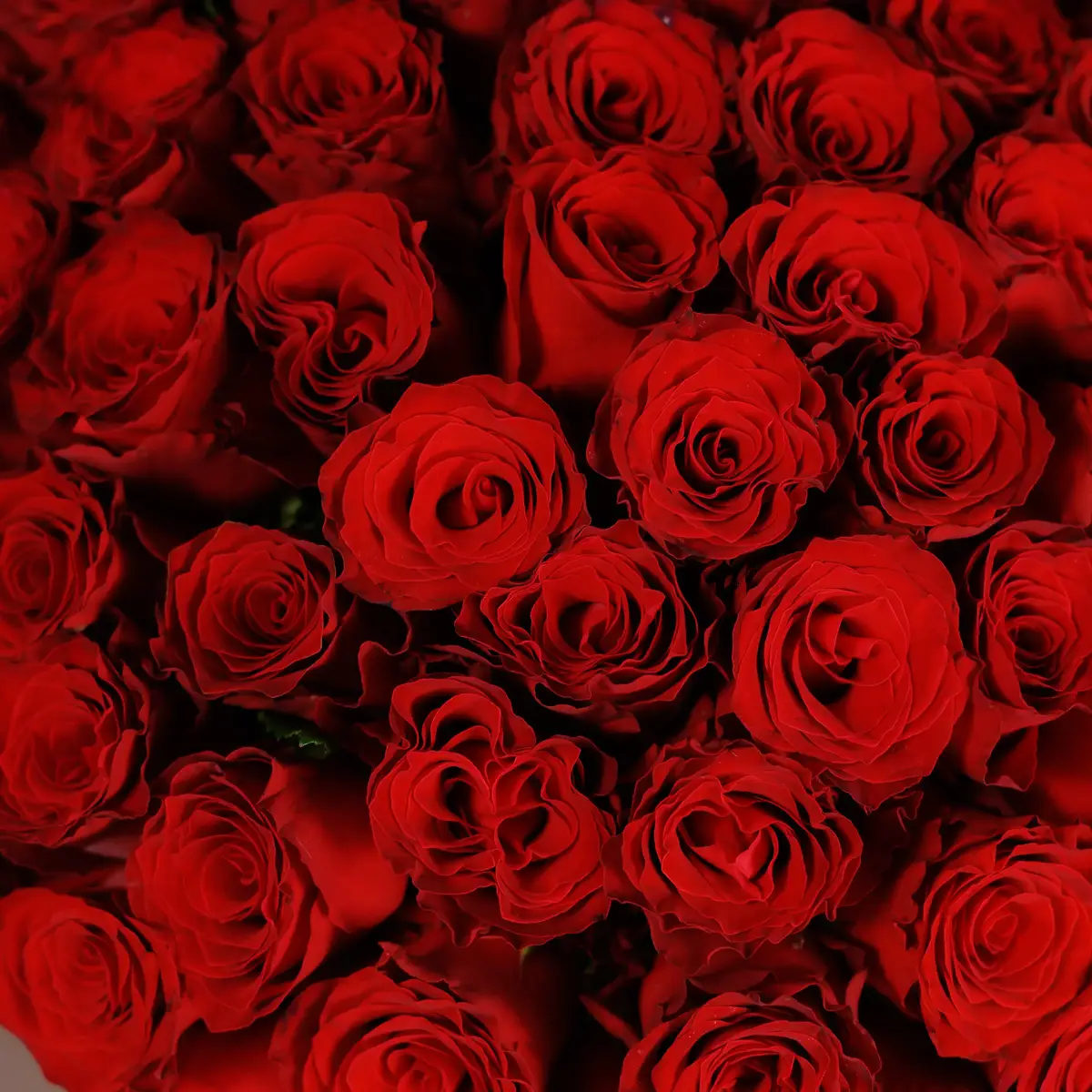 Букет 65 Троянд червоних Родос купити недорого в Україні, фото 3