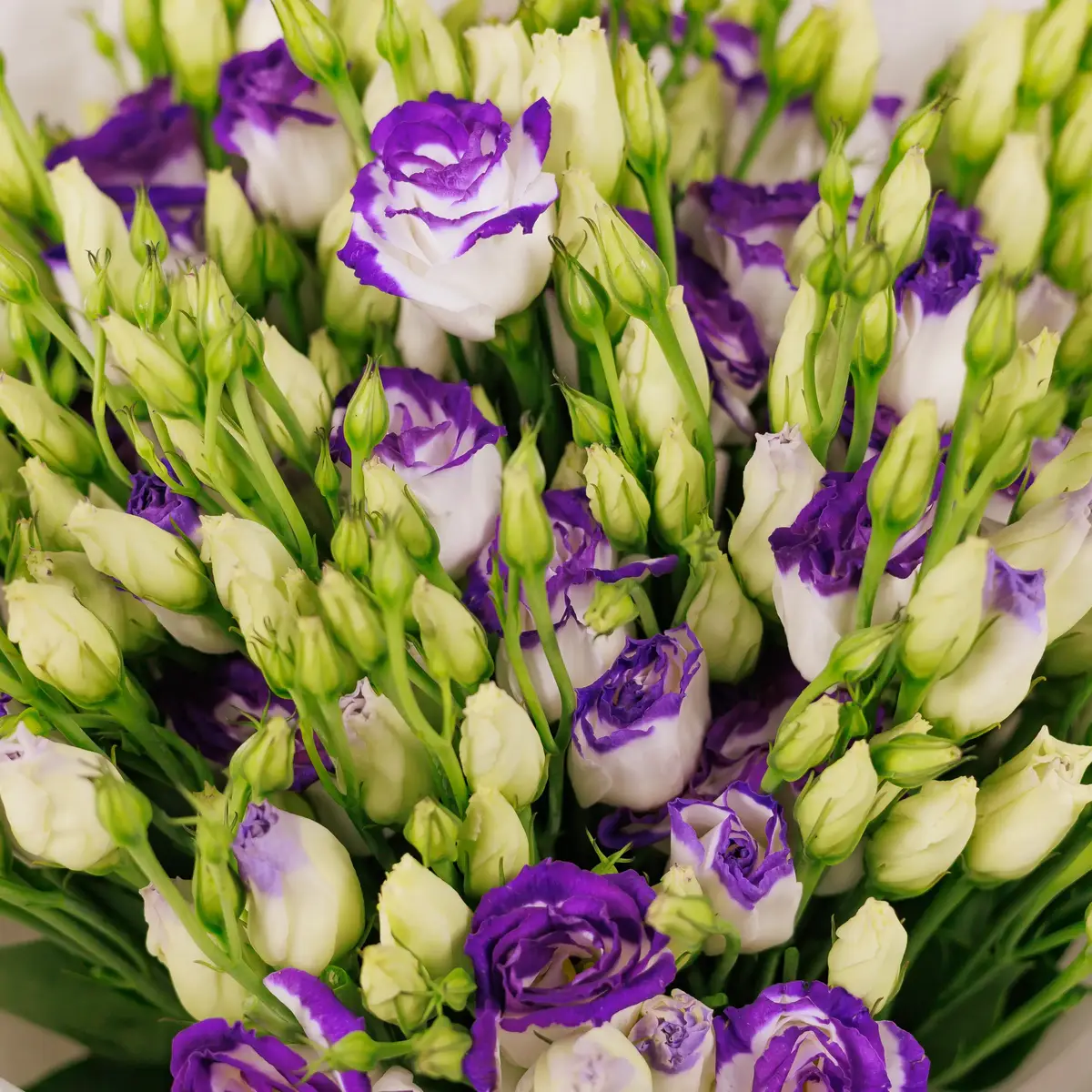 Букет 11 Біло-фіолетових еустом купити недорого в Україні, фото 3