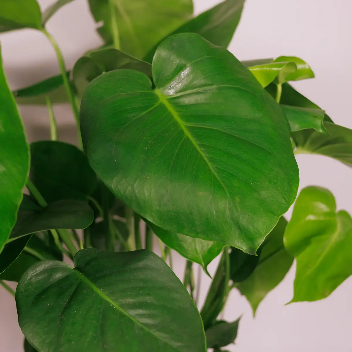 Монстера d30 купити недорого в Україні, фото 2