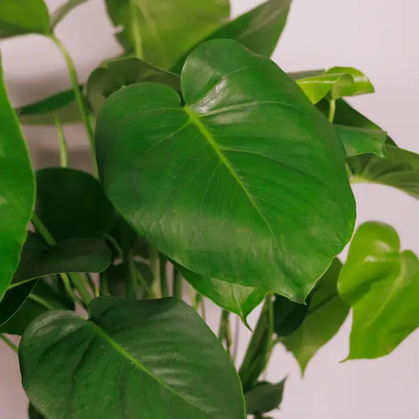 Монстера d30 купити