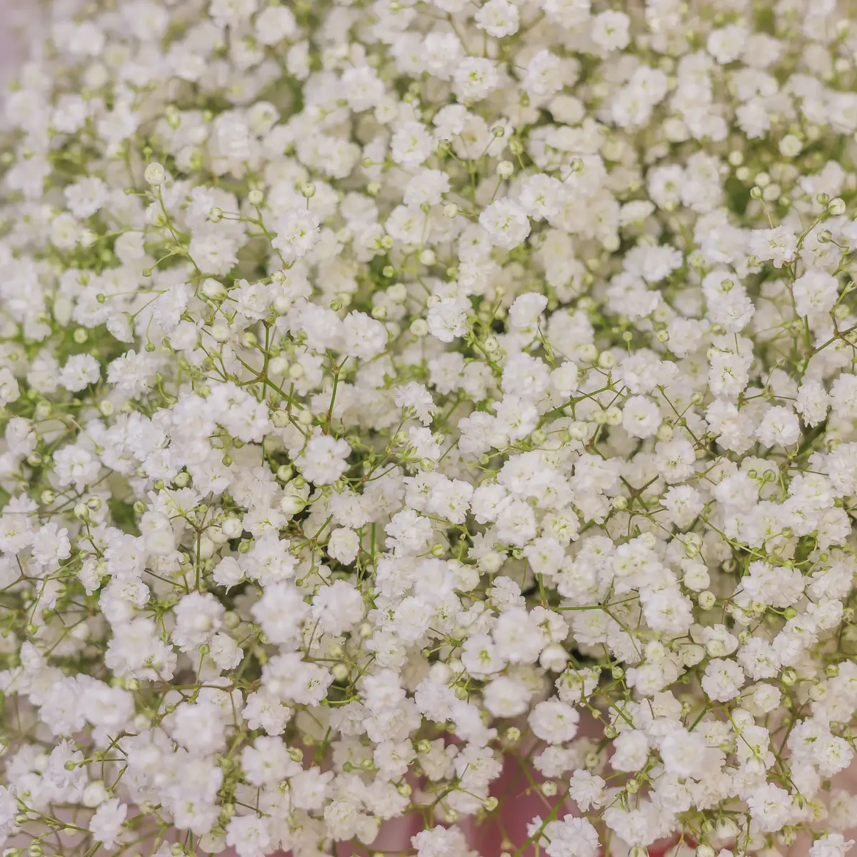Букет 11 Білих Гіпсофіл купити недорого в Україні, фото 3