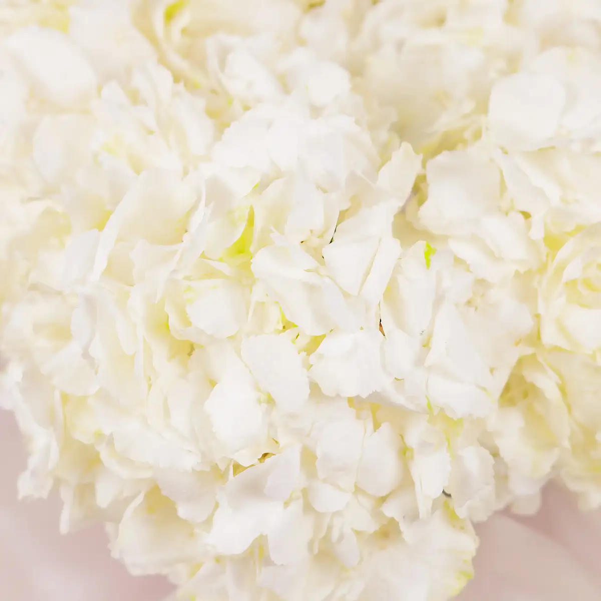 Коробка 5 белых гортензий купить недорого в Украине, фото 3