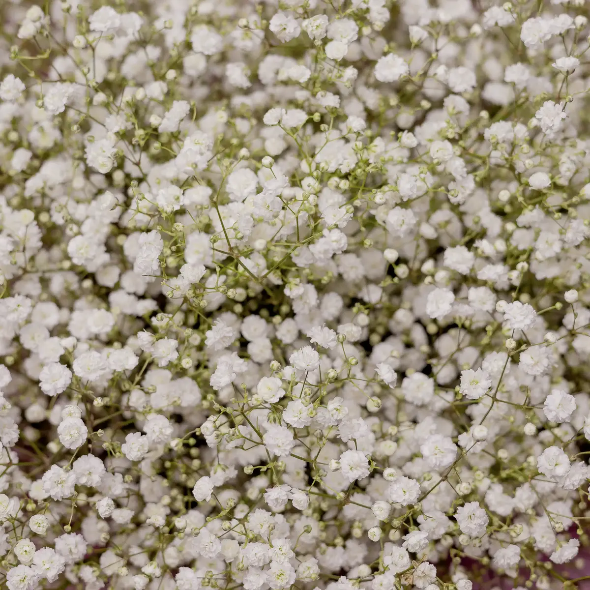 Букет 15 Білих Гіпсофіл купити недорого в Україні, фото 3