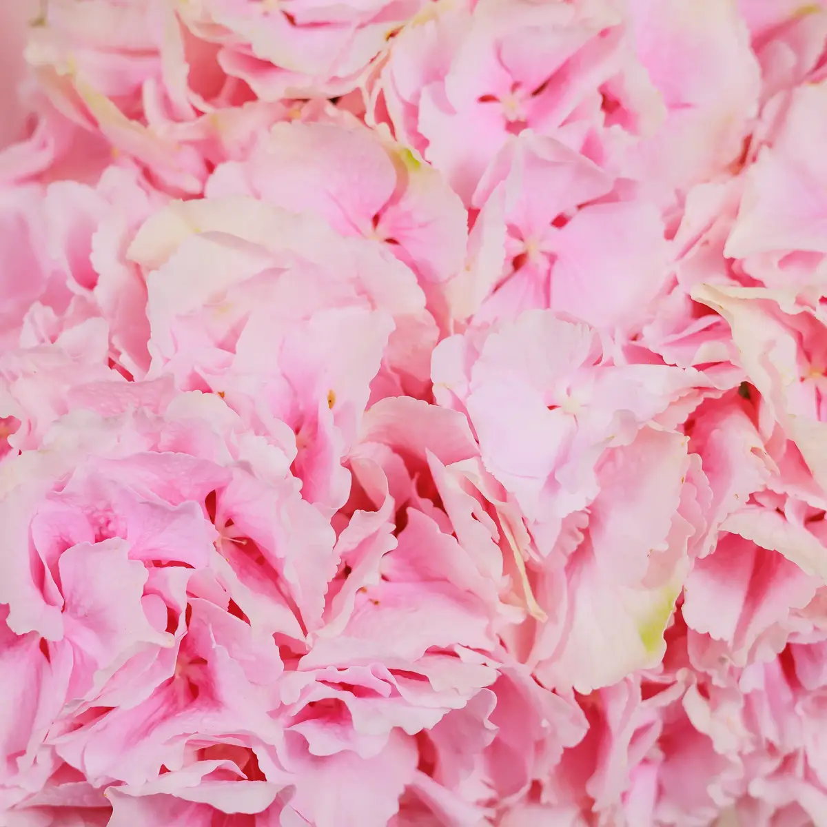 Бокс 5 Рожевих Гортензій купити недорого в Україні, фото 3