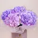 Бокс 5 фиолетовых гортензий купить