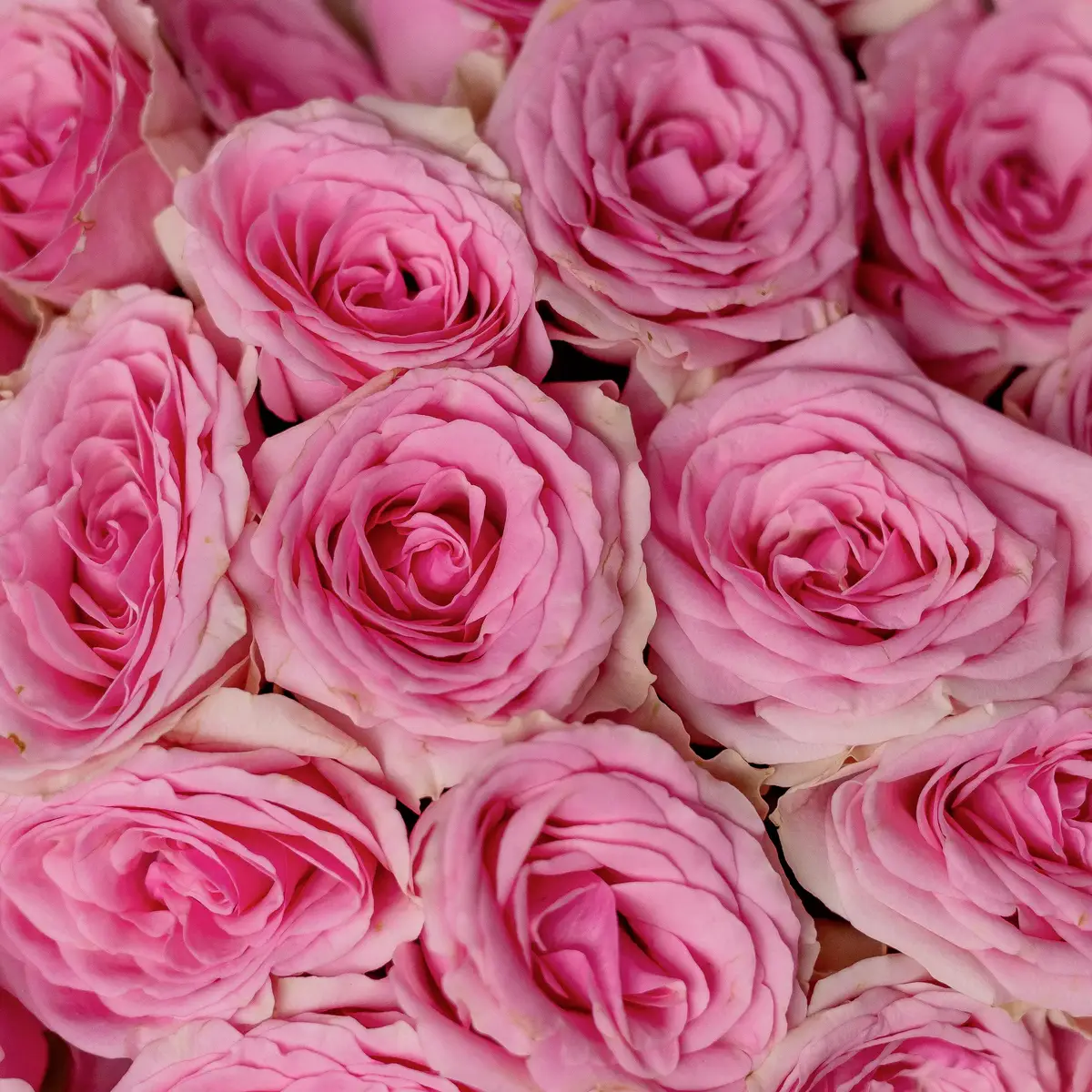 Букет 15 Троянд спрей Дінара купити недорого в Україні, фото 3