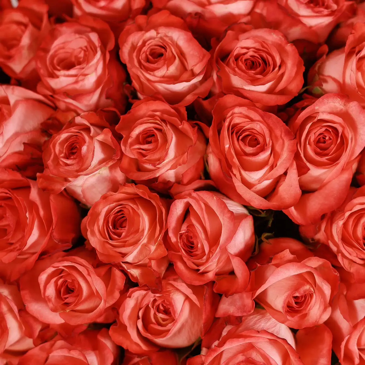 Букет 55 Роз Айкон купить недорого в Украине, фото 3