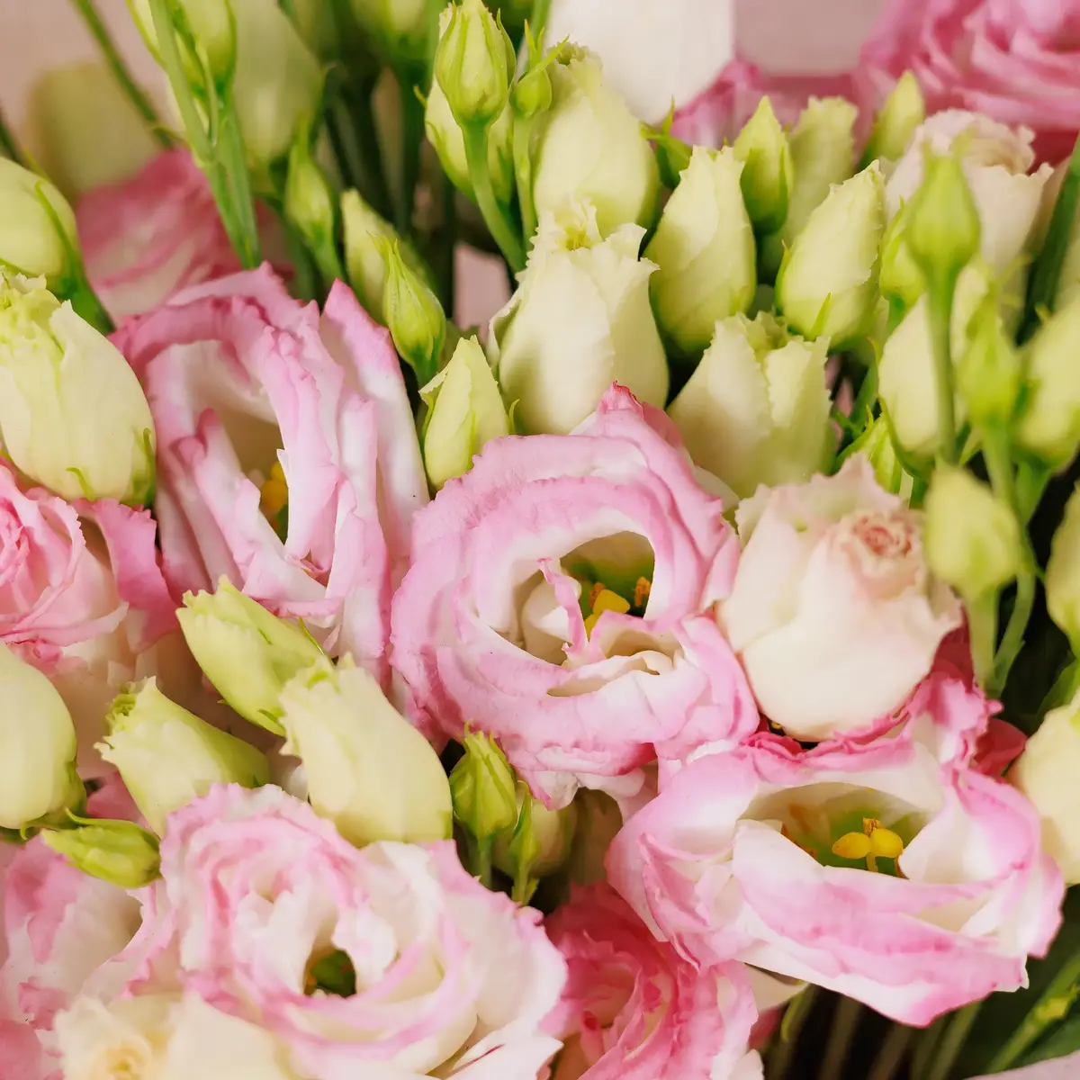 Букет 11 бело-розовых еустом купить недорого в Украине, фото 3