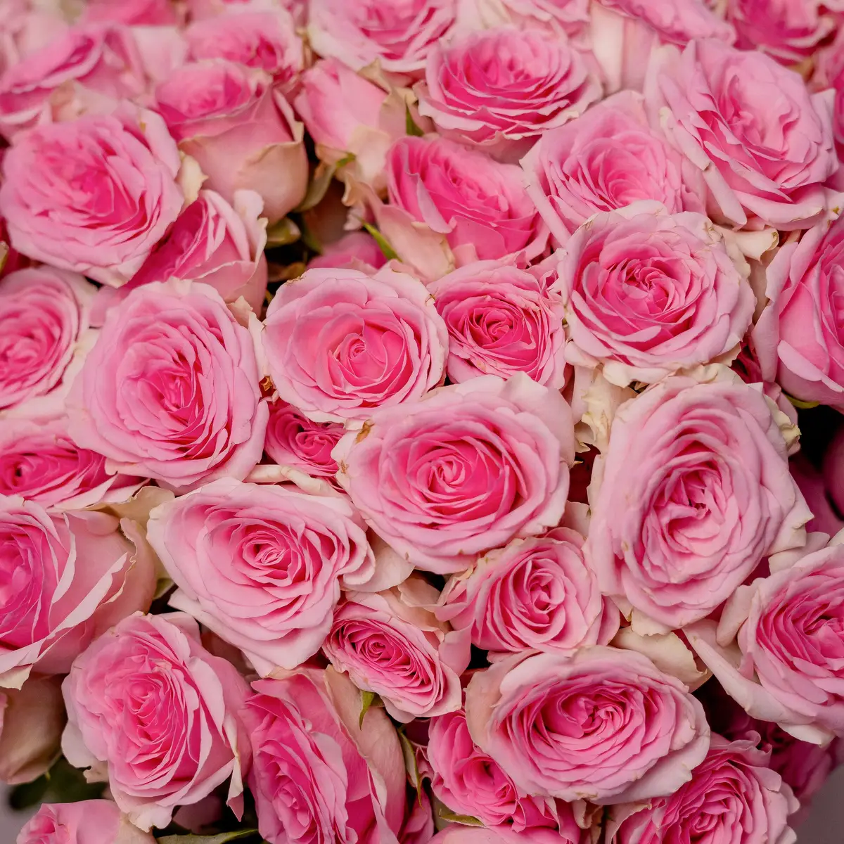 Букет 45 Троянд спрей Дінара купити недорого в Україні, фото 3