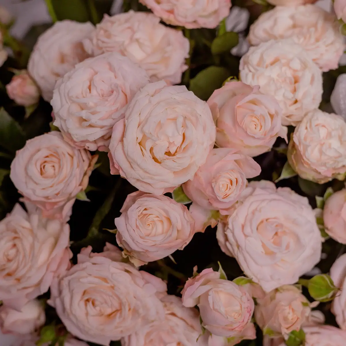 Бокс 25 Роз спрей Бомбастик купить недорого в Украине, фото 3